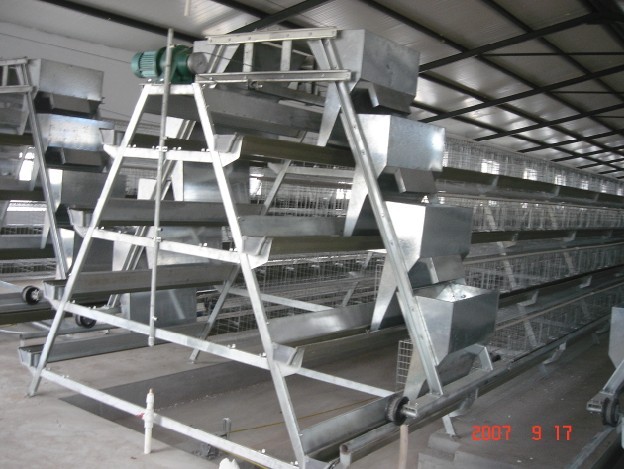 Chicken cage with automatic feeder system