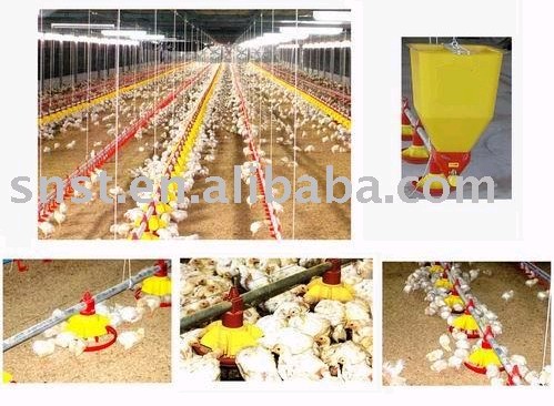 Chicken shed feeder line